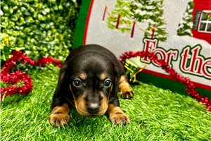 Emanuel - Dachshund, Mini for sale
