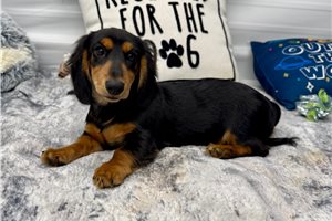 Sturgis - Mini Dachshund for sale