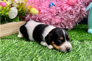 Selena - puppy for sale