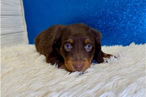 Chase - Dachshund, Mini for sale