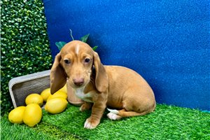 Vicki - Dachshund, Mini for sale