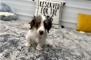 Jordan - Dachshund, Mini for sale