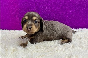 Hallie - puppy for sale