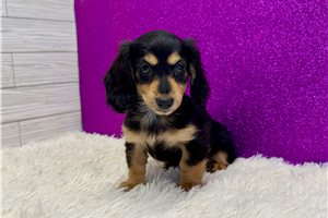 Sunny - Dachshund, Mini for sale