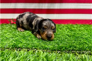 Sanford - puppy for sale