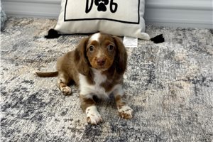 Lassie - Mini Dachshund for sale