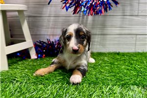 Maddie - Dachshund, Mini for sale
