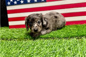 Sandy - Dachshund, Mini for sale