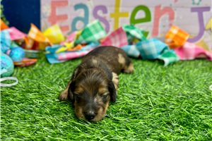 Naralee - puppy for sale