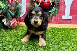 Benji - Dachshund, Mini for sale