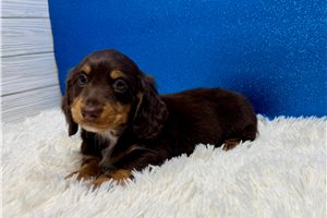 Pluto - Dachshund, Mini for sale
