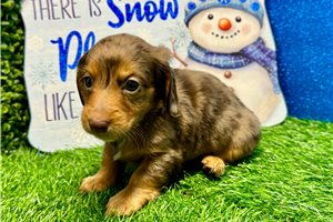 Bene - puppy for sale