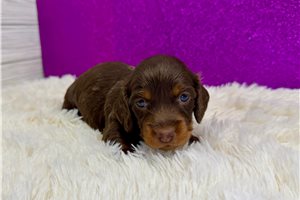 Chloe - puppy for sale