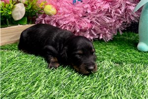 Sedona - puppy for sale