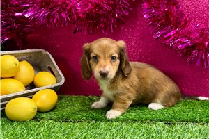 Nanette - Dachshund, Mini for sale