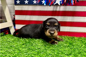 Penelope - puppy for sale
