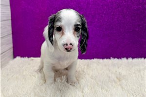 Sansa - Dachshund, Mini for sale
