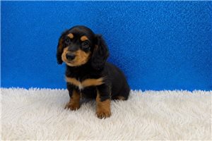 Pistol - Dachshund, Mini for sale