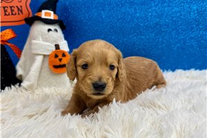 Rene - puppy for sale