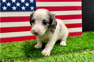 Sansa - Dachshund, Mini for sale
