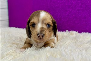 Heidi - puppy for sale