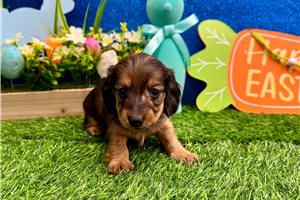 Naralee - Dachshund, Mini for sale
