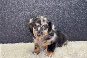 Zinc - Dachshund, Mini for sale