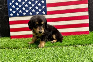 Sunny - Dachshund, Mini for sale