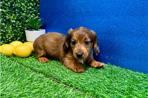 Elijah - Dachshund, Mini for sale