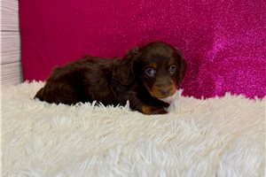 Chloe - Mini Dachshund for sale
