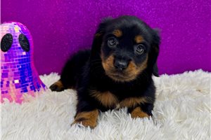 Bellatrix - Mini Dachshund for sale