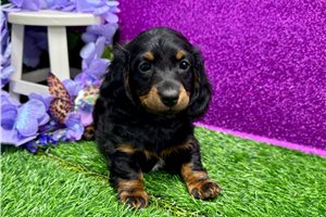 Sedona - Dachshund, Mini for sale