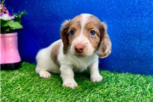Larson - Dachshund, Mini for sale