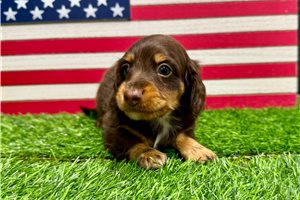 Pluto - Dachshund, Mini for sale