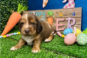 Valance - puppy for sale