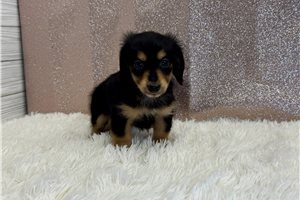 Sunny - Dachshund, Mini for sale