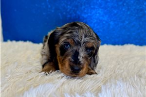 Baxter - puppy for sale