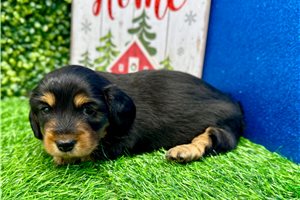 Eleanor - Dachshund, Mini for sale