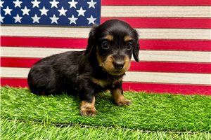 Penelope - Dachshund, Mini for sale
