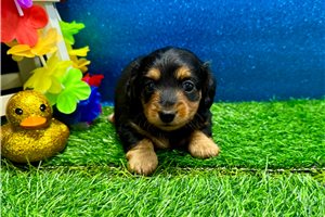 Zariah - puppy for sale