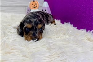 Phoebe - puppy for sale