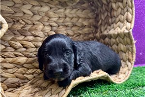 Madeline - puppy for sale