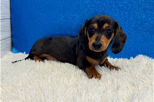 Wilbur - Dachshund, Mini for sale