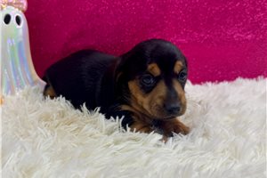 Tundra - Mini Dachshund for sale