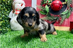 Easton - Dachshund, Mini for sale