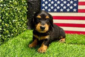Pistol - Dachshund, Mini for sale