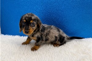 Salvatore - Dachshund, Mini for sale