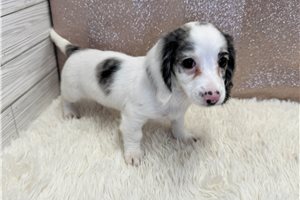 Sansa - Dachshund, Mini for sale