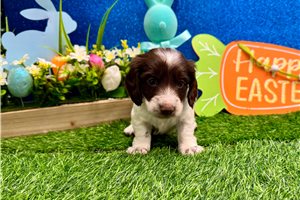 Nitro - Dachshund, Mini for sale