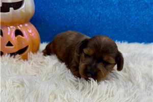 Dustin - Mini Dachshund for sale